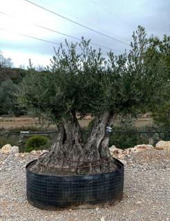 Olivovník evropský, bonsai, dvojitá (Olea europaea)