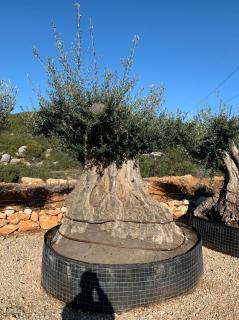 Olivovník evropský, bonsai grande (Olea europaea)
