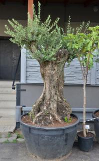 Olivovník evropský, bonsai, obv. 1,15 m, 500 l  (Olea europaea)