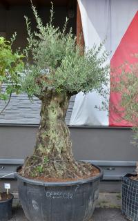 Olivovník evropský, bonsai, obv. 1,2 m, 500 l  (Olea europaea)