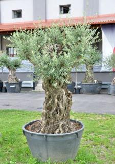 Olivovník evropský, bonsai, obv. 1,4 m, 500 l  (Olea europaea)