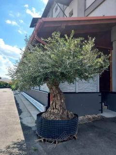 Olivovník evropský, bonsai, obv. 1,4 m, síť (Olea europaea)