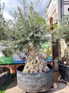Olivovník evropský, bonsai, obv. 1,6 m, síť (Olea europaea)
