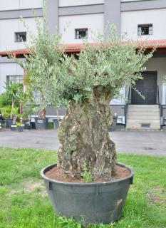 Olivovník evropský, bonsai, obv. 1,65 m, 500 l  (Olea europaea)
