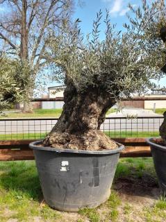 Olivovník evropský, bonsai, obv. 1,8 m, 500 l  (Olea europaea)