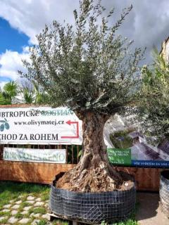 Olivovník evropský, bonsai, obv. 1,8 m, síť (Olea europaea)