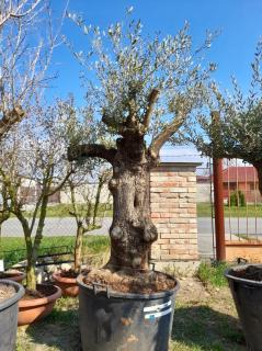 Olivovník evropský, bonsai, obv. 70/80 cm (Olea europaea)