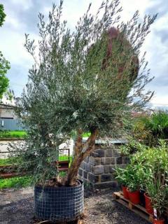 Olivovník evropský, bonsai-uskupení, síť (Olea europaea)