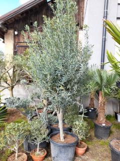 Olivovník evropský, obv. 18/20 cm, 45L (Olea europaea)