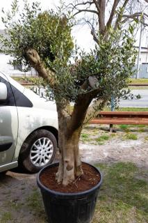 Olivovník evropský, obv. 50/60 cm (Olea europaea)