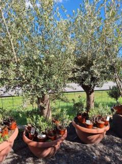 Olivovník, obv. 40/50 cm, výška 220 cm, TERASOVÁ NÁDOBA (Olea europaea)