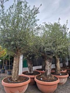 Olivovník, obv. 60/80 cm, výška 220 cm, TERASOVÁ NÁDOBA (Olea europaea)