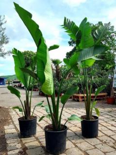 Strelitzia nicolai, 15 L