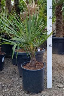 Trachycarpus fortunei 100cm, kmen 15+ cm (Palma konopná)