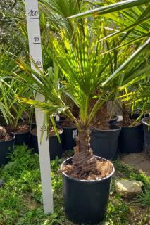 Trachycarpus fortunei 110cm, kmen 20+ cm (Palma konopná)