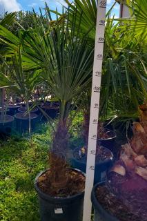 Trachycarpus fortunei 150 cm, kmen 30+ cm (Palma konopná)