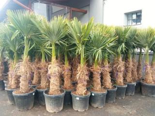 Trachycarpus fortunei 190 cm, kmen 50+ cm (Palma konopná)