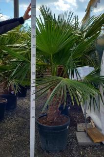 Trachycarpus fortunei 190cm, kmen 50+ cm (Palma konopná)