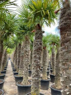 Trachycarpus fortunei 2,4-2,6 m, kmen 140+ cm (Palma konopná, kmen 1,4+ m)