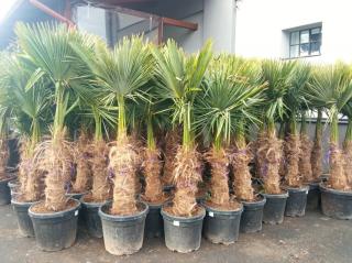 Trachycarpus fortunei 200cm, kmen 60+ cm (Palma konopná)