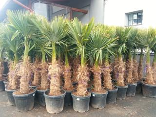 Trachycarpus fortunei 210 cm, kmen 70+ cm (Palma konopná)