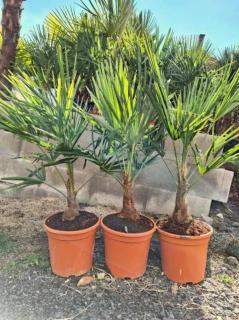 Trachycarpus fortunei 90-100 cm, kmen 15+ cm (Palma konopná)