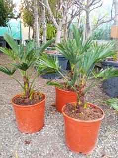 Trachycarpus fortunei  Wagnerianus  10L