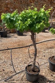 Vinná réva-stolní bílé, 1m kmen, obv. 12-15 cm (Vitis vinifera)