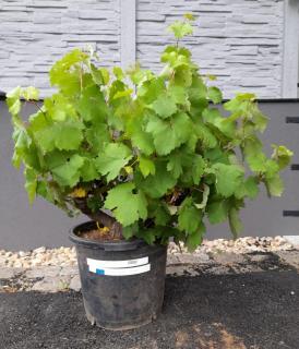 Vinná réva-zakrslé modré, 30-40cm (Vitis vinifera)