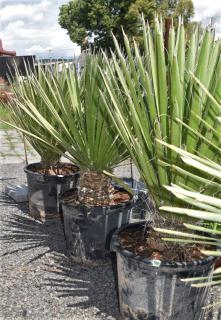 Yucca filifera 25L (-10°C) (Juka filifera)