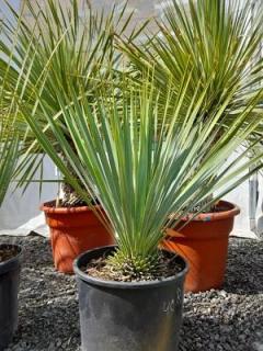 Yucca rostrata 10L (-20°C)