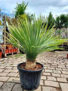 Yucca rostrata 20-25 cm kmen (-20°C) (Juka rostrata)