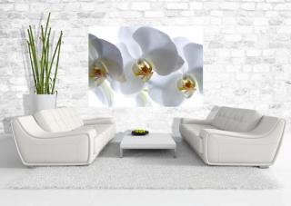 AG Design 1 dílná fototapeta WHITE ORCHID FTSs 0832, 180 x 127 cm papír