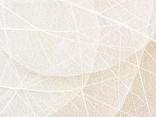 AG design 4 dílná vliesová fototapeta Leaf Paths, 360 x 270 cm (srpen21)