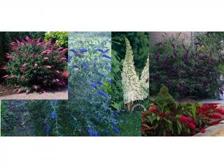 5+1 Zdarma Buddleja davidii - komule, Motýlí květina classic