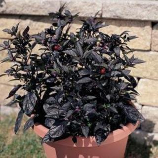 Black Pearl (Chilli) - sazenice