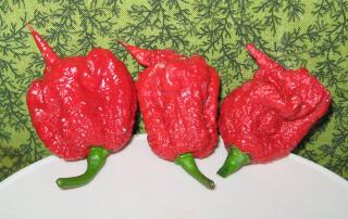 Carolina Reaper - 2. nejpálivější paprička na světě - Sazenice