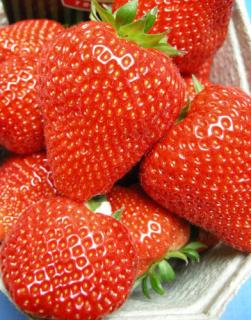 Jahody Elianny - Sazenice Varianta: 12ks Frigo sazenic