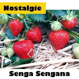 Jahody Senga Sengana - Sazenice Varianta: 12ks Zelených sazenic (pouze duben)