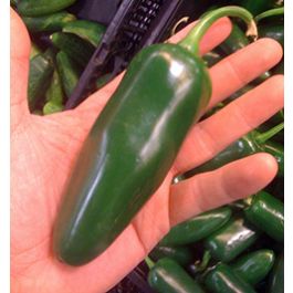 Jalapeno (chilli) - sazenice