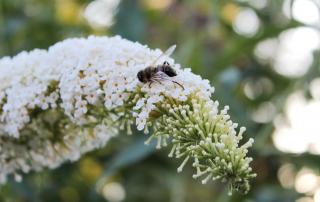 Komule Davidova White Profusion