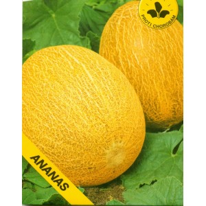 Meloun cukrový "Ananas" - Roubovaná sazenice