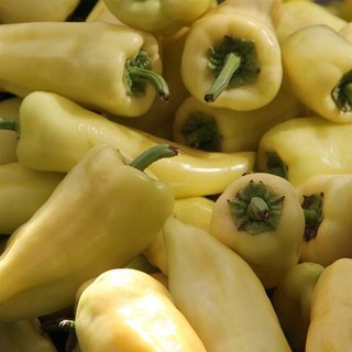 Paprika Amy - sazenice