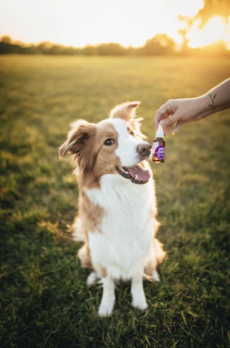 Ecopets Olej Zuby 30 ml