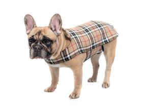 Elegantní obleček pro psa - burberry Velikost: L - velký