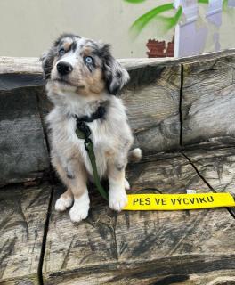 Žlutý návlek na vodítko 30 x 5 cm  možnost vlastního textu text: VLASTNÍ TEXT DLE PŘÁNÍ, způsob upevnění: navlečení