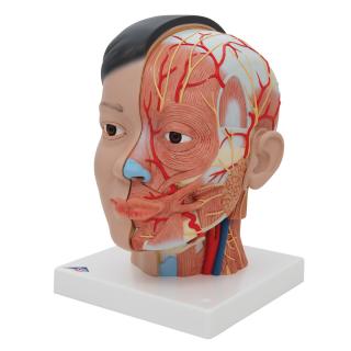 Anatomický model hlavy a krku