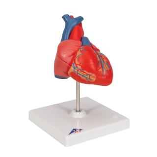 Anatomický model lidského srdce