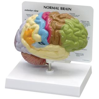 Anatomický model poloviny mozku