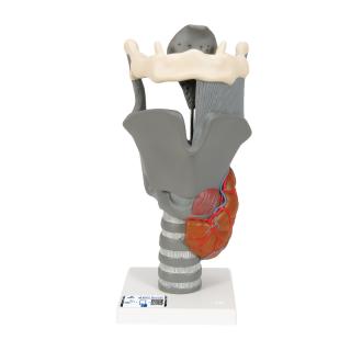 Funkční model hrtanu - 2,5x zvětšený